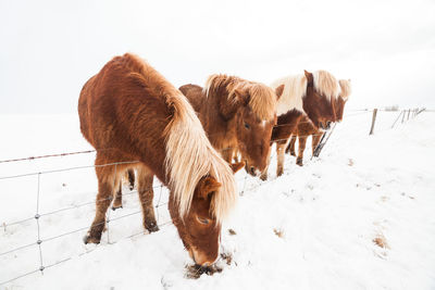 Horses by fence on snow covered field