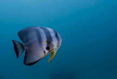 Fish swimming in sea