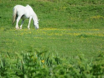 Horse grazing on field