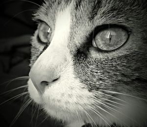 Close-up portrait of cat