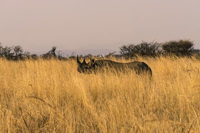 Rhinoceros on grassy field against sky
