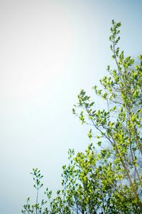 Low angle view of trees against clear sky