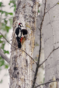 Close-up of bird perching on tree