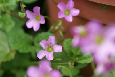 Close-up of pink flowers