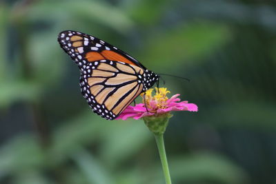 Close-up of butterfly pollinating on pink flower