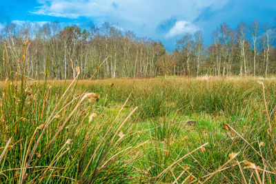 Scenic view of grassy field against sky