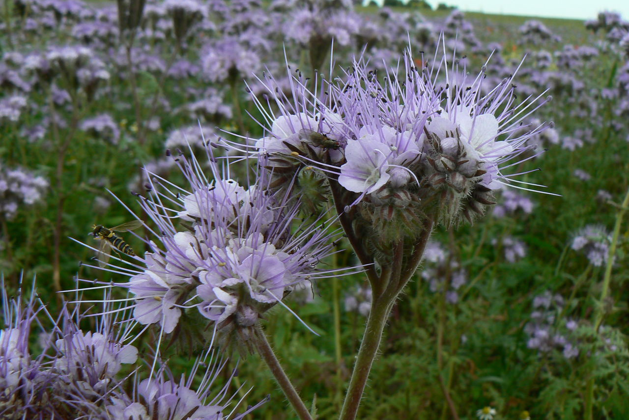 Food for bees