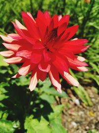 Close-up of red flower blooming outdoors