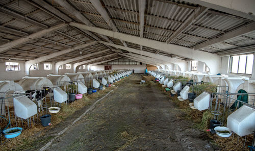 Interior of cattle shed