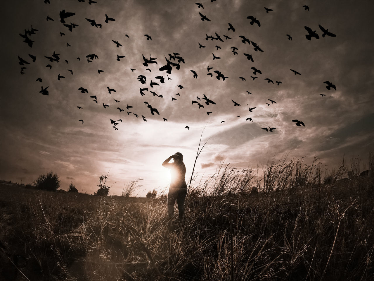 LOW ANGLE VIEW OF SILHOUETTE BIRDS FLYING OVER FIELD