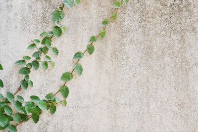 Close-up of ivy on wall