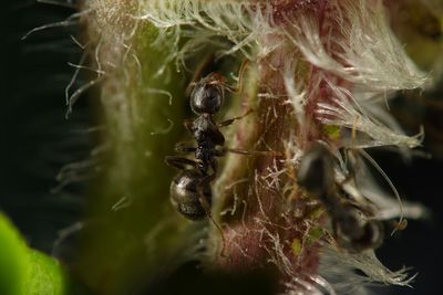 Close-up of ant on plant