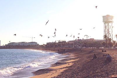 Seagull flying over sea