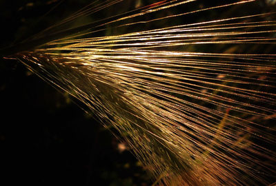 Close-up of firework display at night