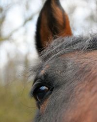 Close-up of horse