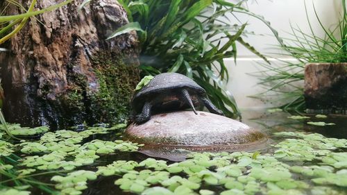 Turtle by pond at zoo