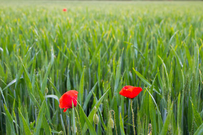 Close-up of red poppy flower on field