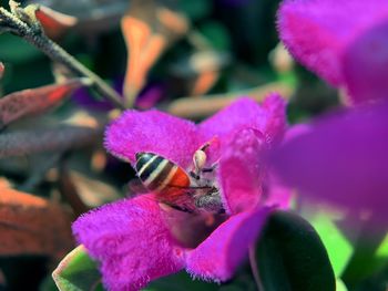 Close-up of honey bee pollinating on pink flower