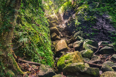 Moss growing on rocks in forest