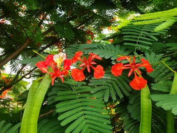 Close-up of red flowers