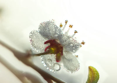 Close-up of white flowering plant