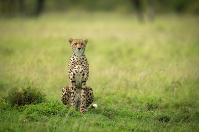 Cheetah sits in short grass staring ahead