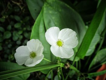 Close-up of white flowering plant