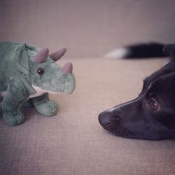 Close-up of dog with toy on floor