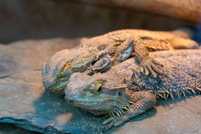 Close-up of lizard in zoo