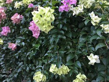 Close-up of pink flowers blooming outdoors