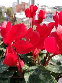 Close-up of red flowering plants