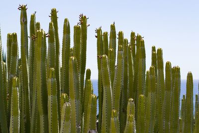 Low angle view of succulent plant against clear sky