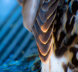 Close-up of bird flying over sea