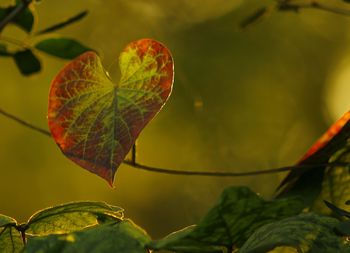 Close-up of plant leaf during autumn