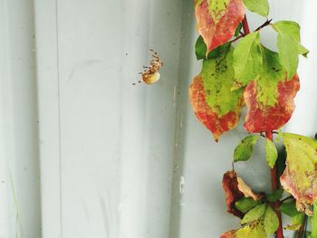 Close-up of insect on fruit