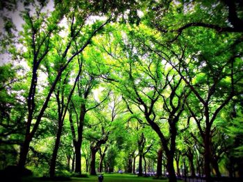 Trees in forest