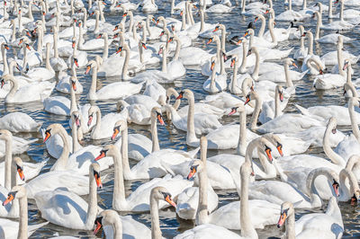 High angle view of birds on shore