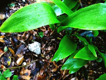 Close-up of fresh green leaves