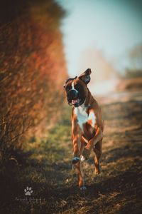 Dog running on field