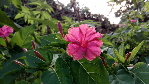 Close-up of pink flowering plant