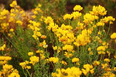 Close-up of yellow flower blooming in field