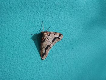 Close-up of butterfly on wall