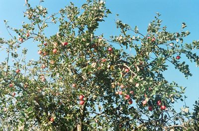 Low angle view of apple tree against sky