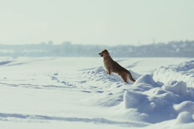 Dog on snow covered landscape