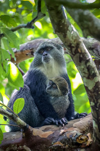 Monkey sitting on tree branch