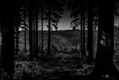 Trees growing in forest