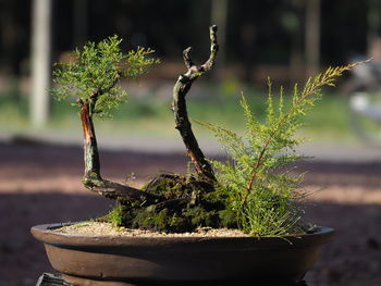 Close-up of small potted plant