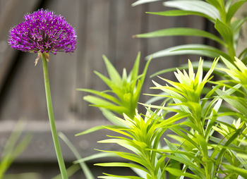 Close-up of purple flowering plant