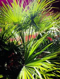 Full frame shot of palm tree