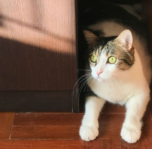 pet